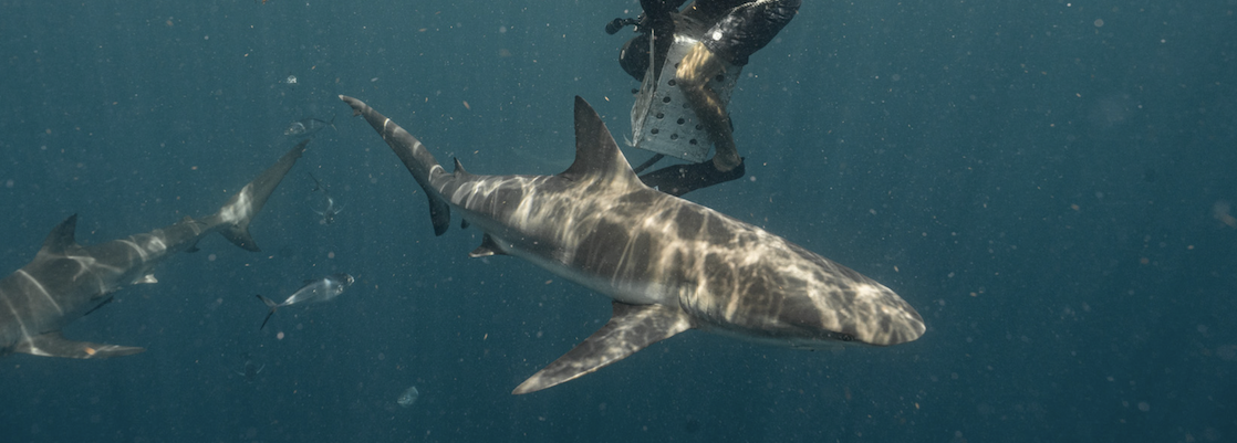dude feeding a shark while I try not to get eaten